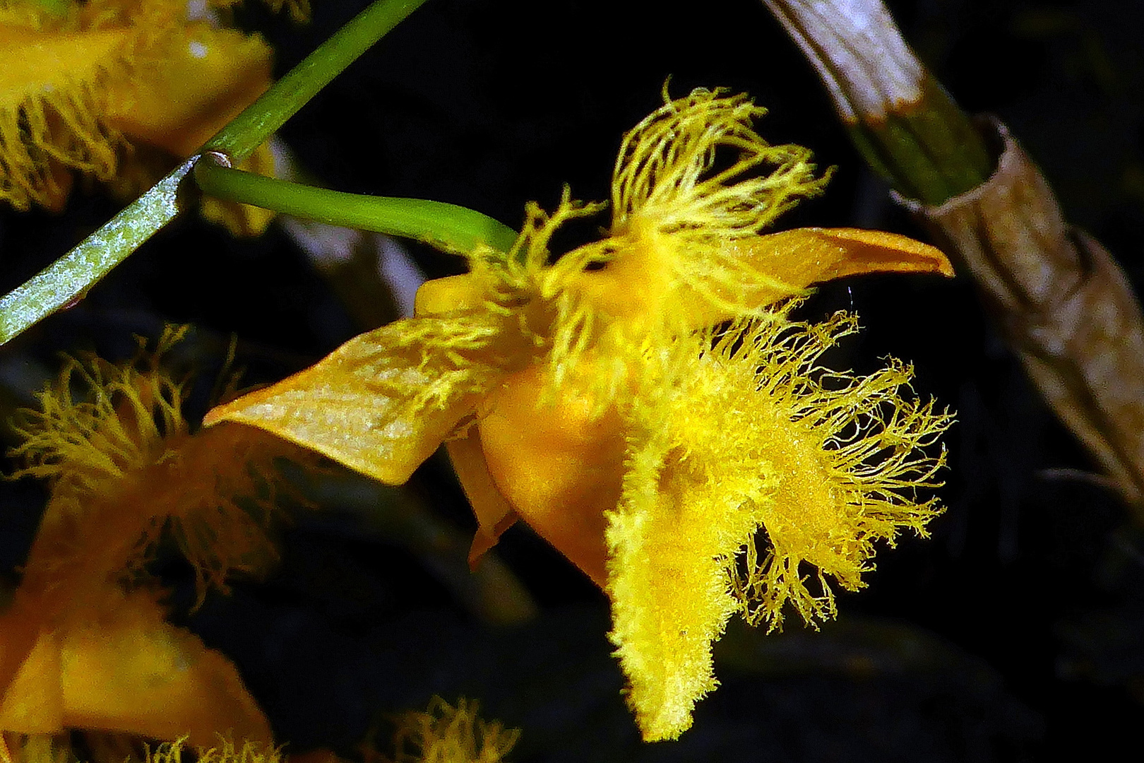 Aussergewöhnliche Orchidee