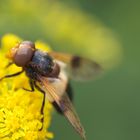 außergewöhnliche Schwebefliege