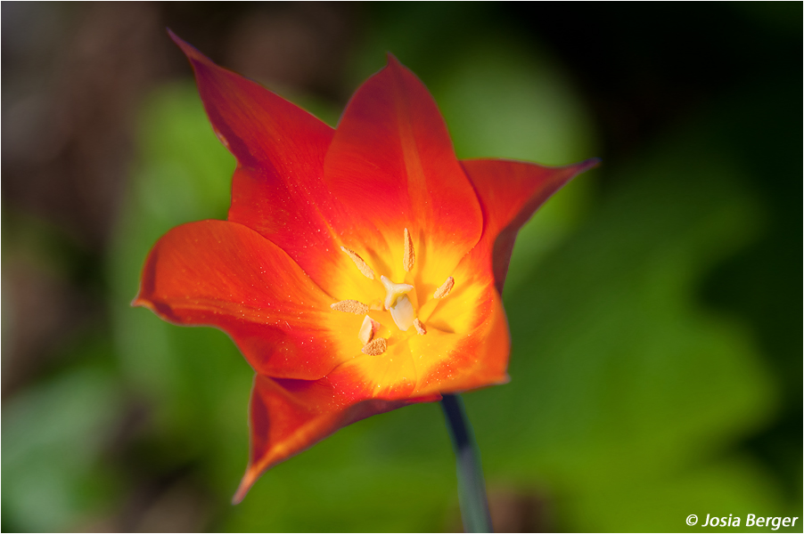 aussergewöhnliche Tulpe