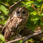 Außergewöhnlichen Besuch 