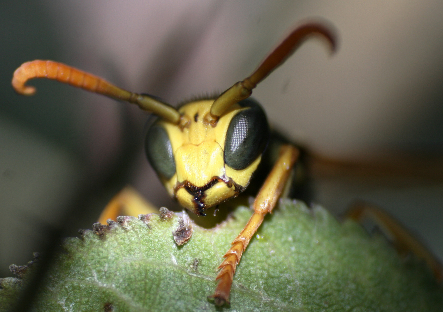 Außerirdisch? Foto & Bild | anfängerecke - nachgefragt, natur Bilder