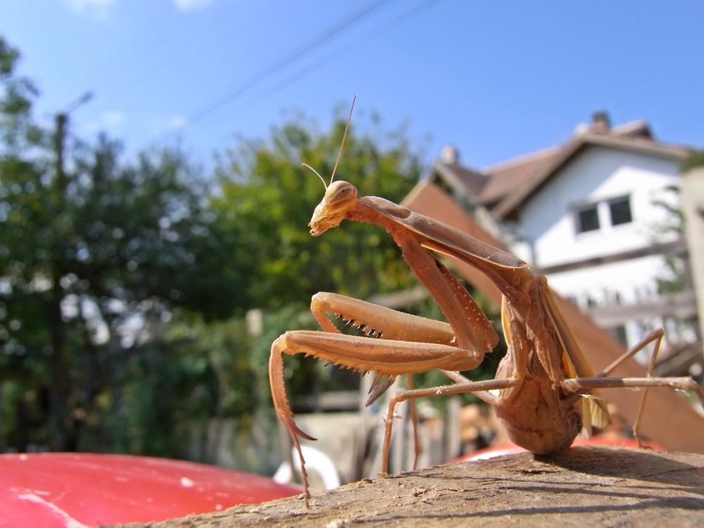 Außerirdische im Vormarsch