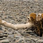 Außerirdischer am Strand