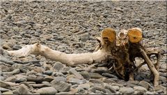 Außerirdischer am Strand