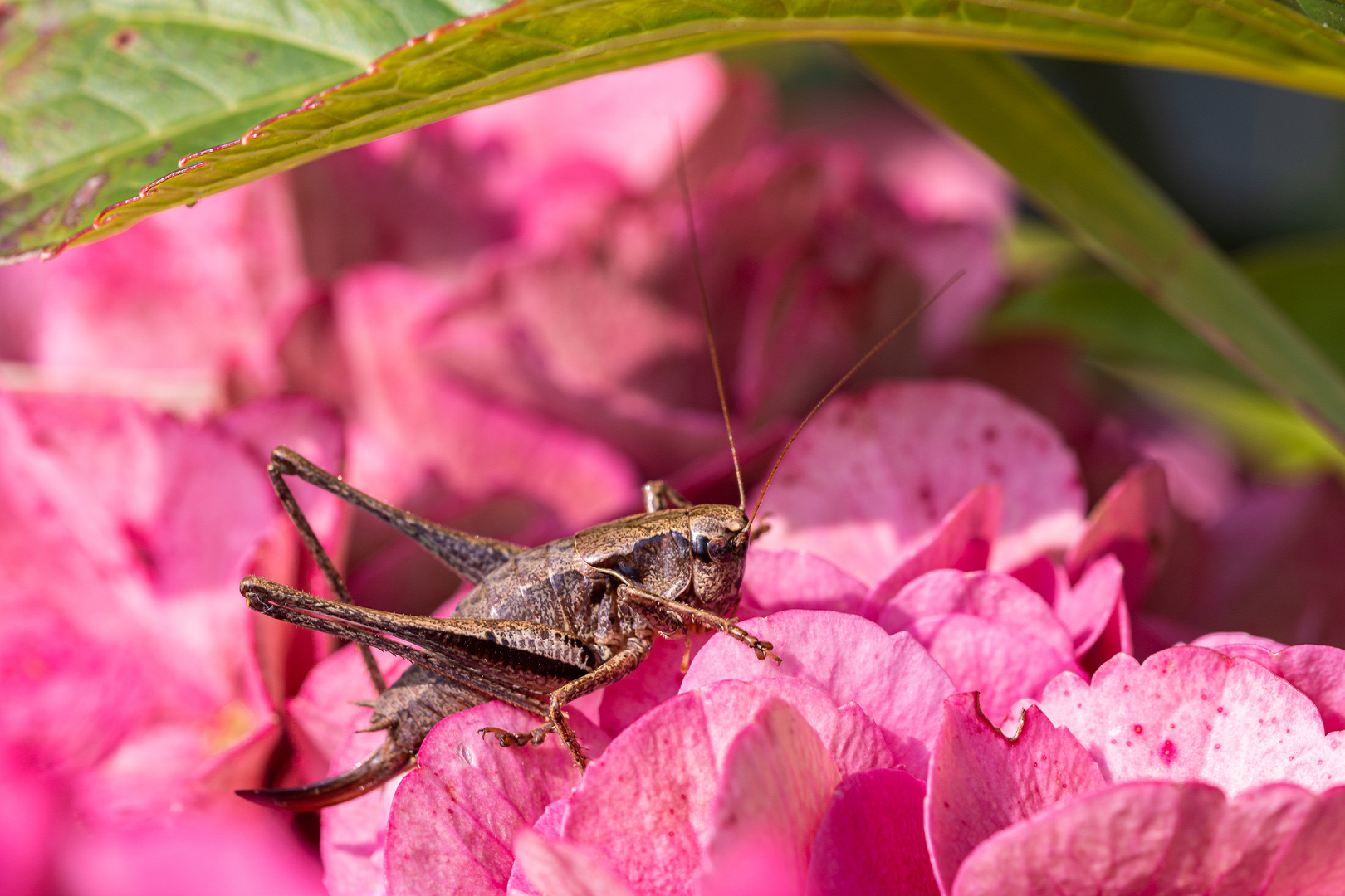 Außerirdischer im Garten