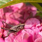 Außerirdischer im Garten