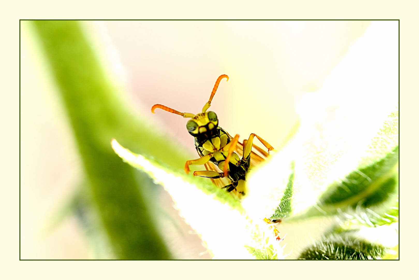 Ausserirdischer Sommer