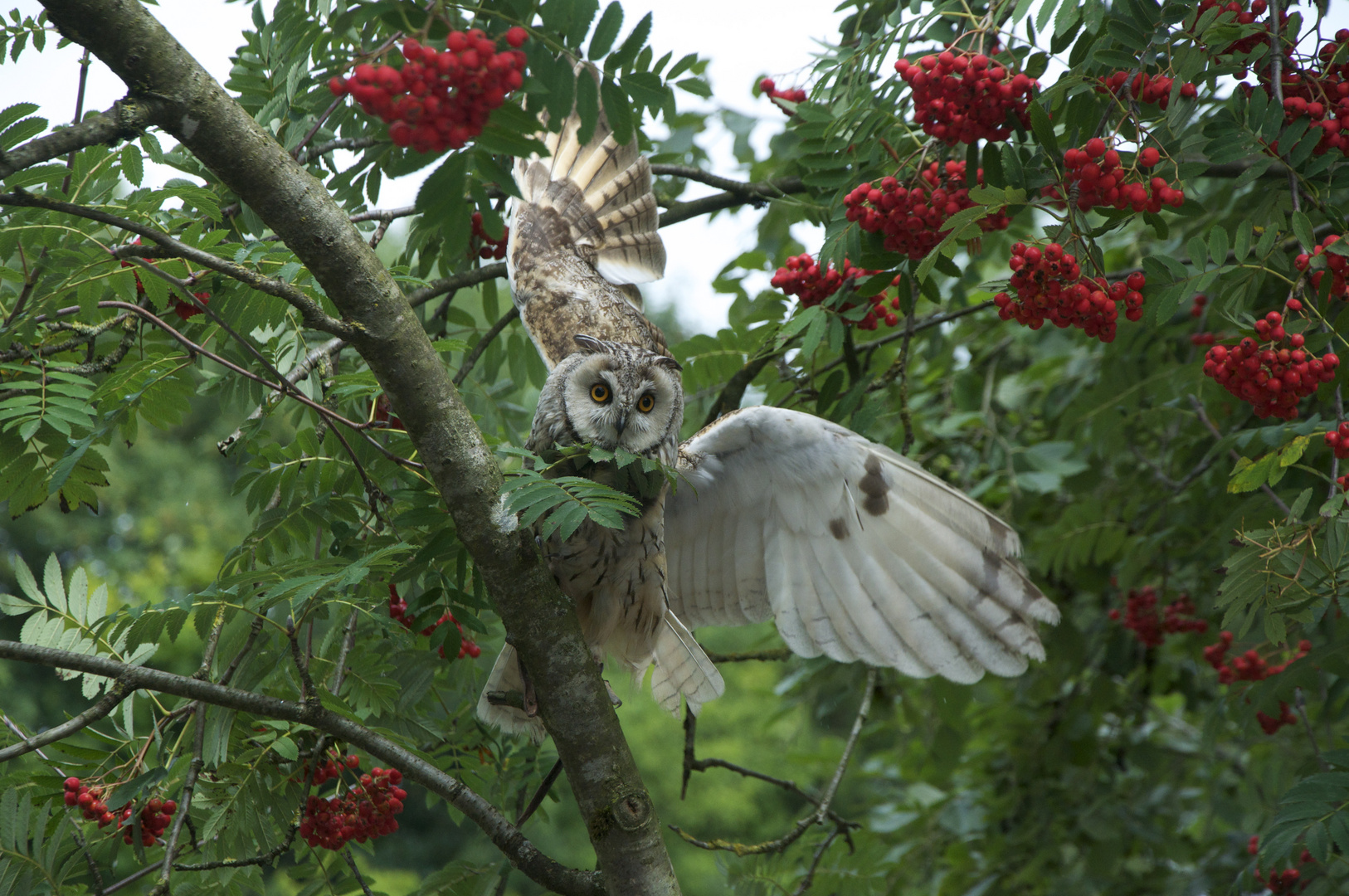 außerplanmäßiger Halt einer Eule in einer Vogelbeere