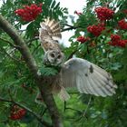 außerplanmäßiger Halt einer Eule in einer Vogelbeere