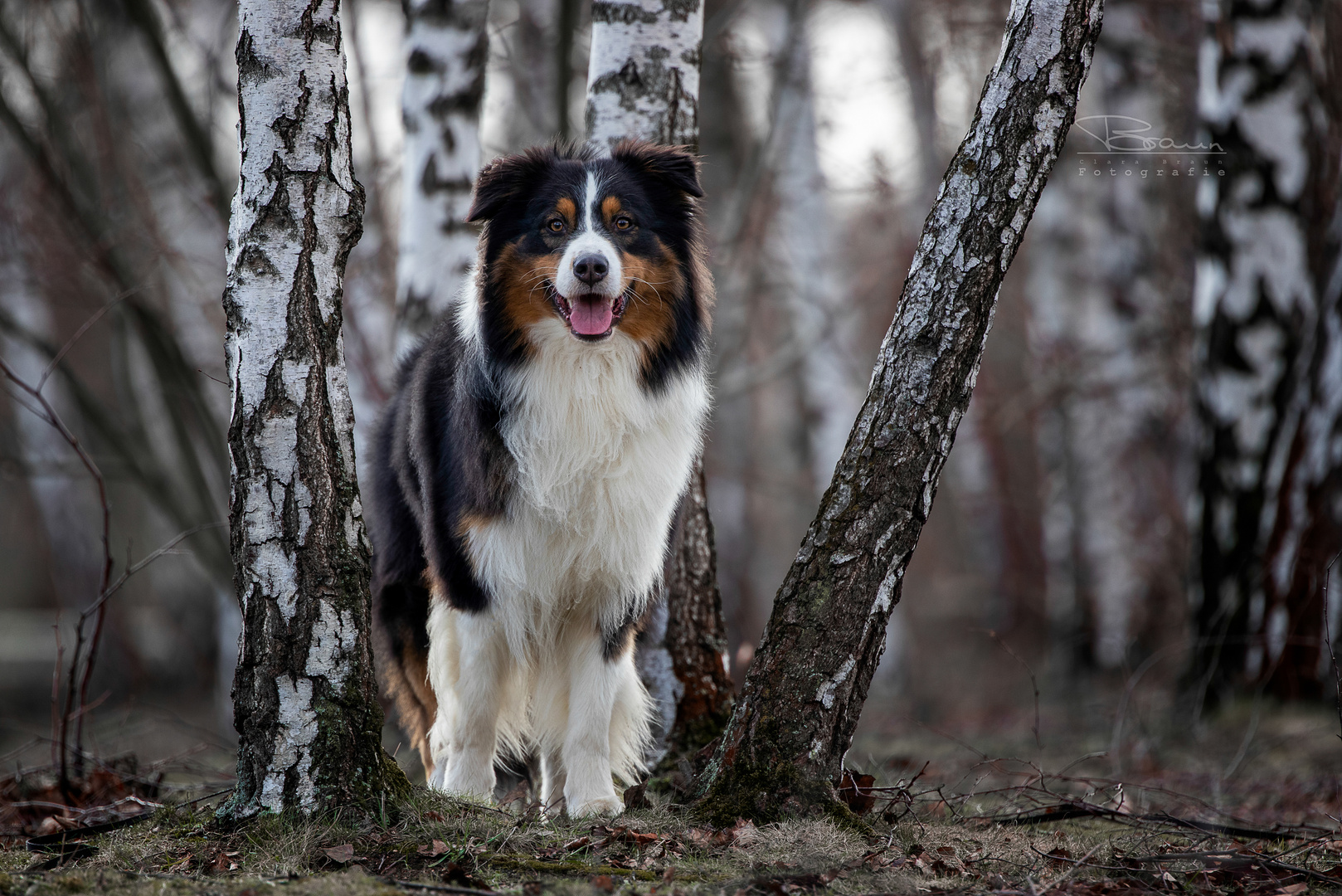 Aussi im Birkenwald