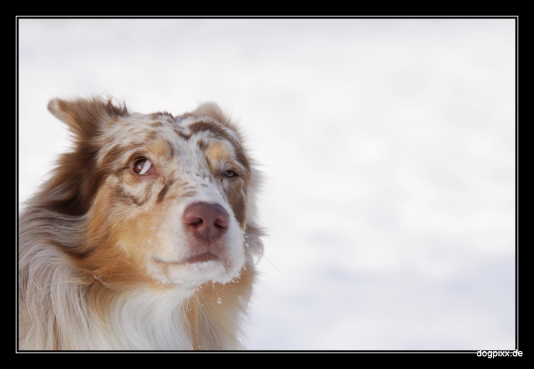 Aussi Portrait