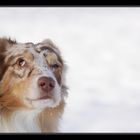 Aussi Portrait