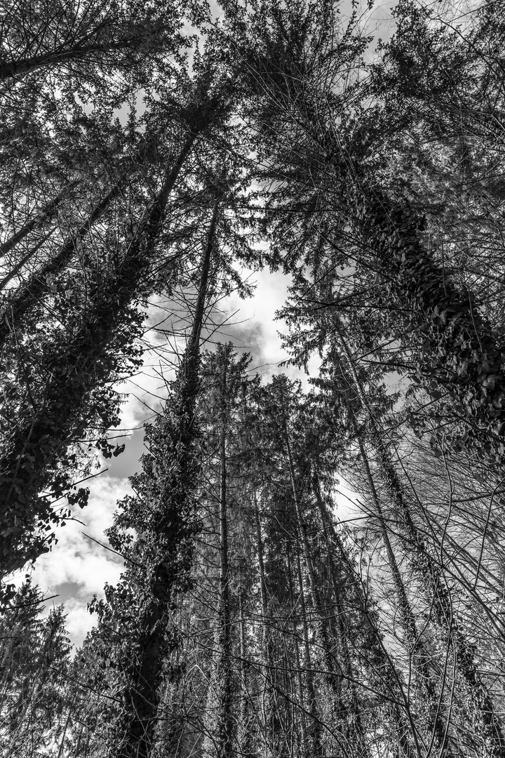 Aussicht auf Baum