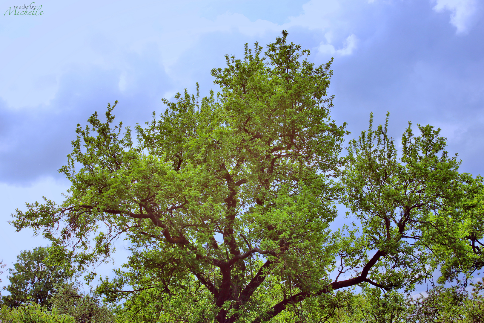 Aussicht auf dem blauen Himmel und einem Baum "