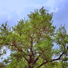 Aussicht auf dem blauen Himmel und einem Baum "