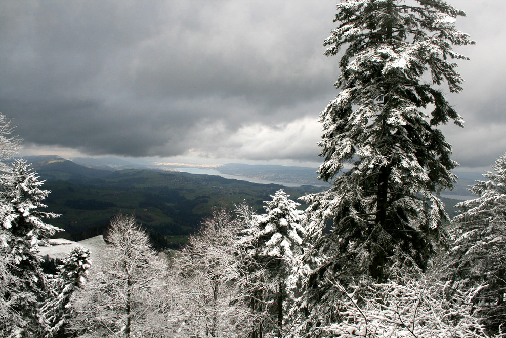 Aussicht auf den Zürisee