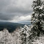 Aussicht auf den Zürisee