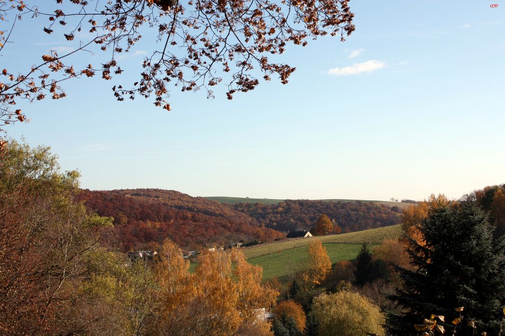 Aussicht auf den"nassen Wald" vom Schlossgarten aus