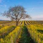 Aussicht auf Frühling ?