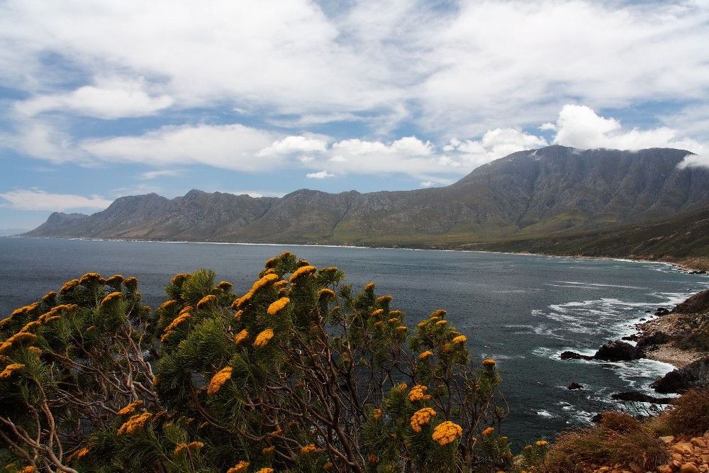 Aussicht in die False Bay zwischen Betty´s Bay und Gordon´s Bay 1