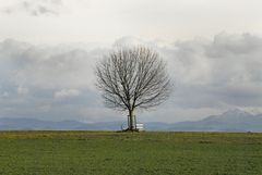 Aussicht mit Bank und Baum