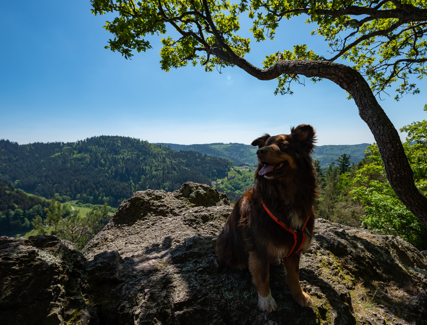 Aussicht mit Hund