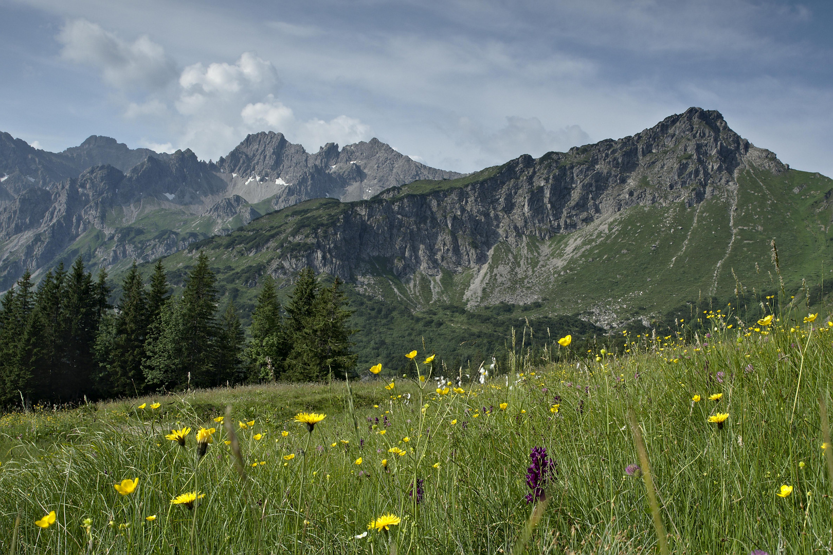 Aussicht mit Knabenkraut