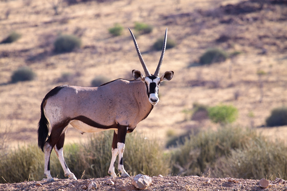 Aussicht mit Oryx