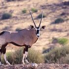 Aussicht mit Oryx