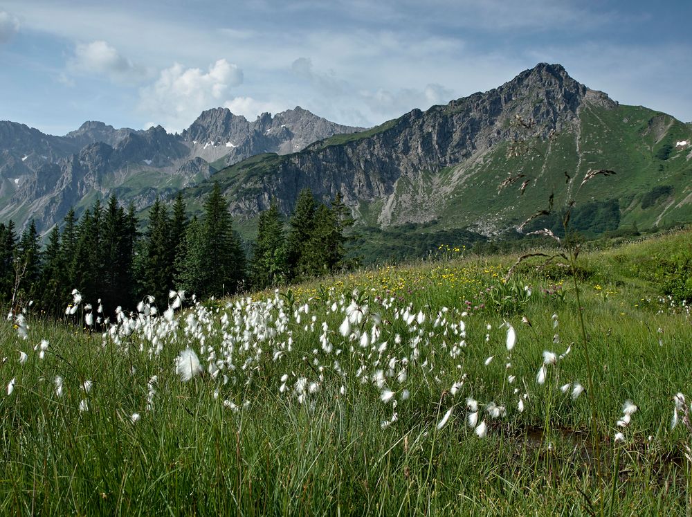 Aussicht mit Wollgras