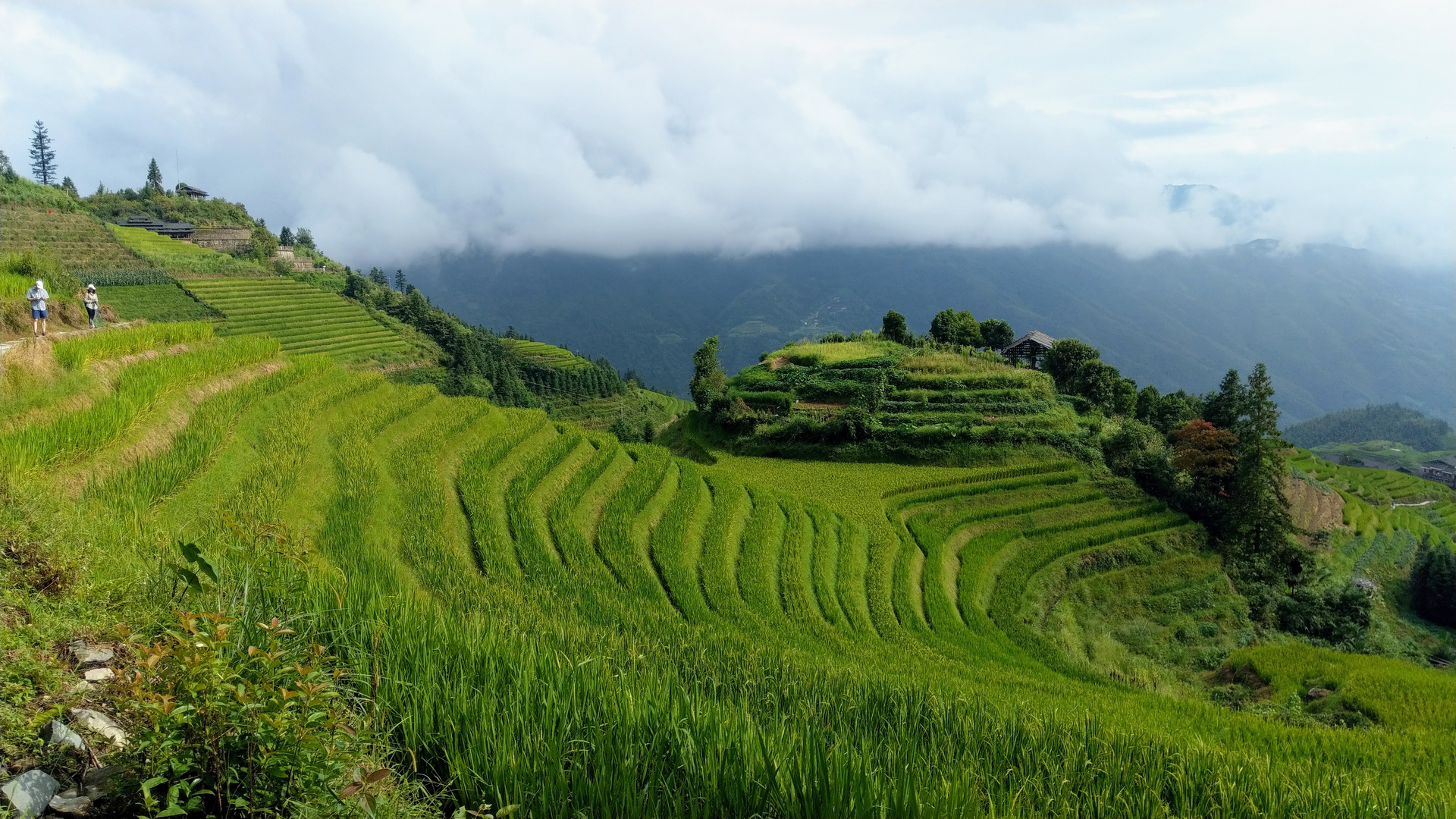 Aussicht über die Reisterassen von Longsheng