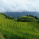 Aussicht über die Reisterassen von Longsheng
