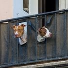 Aussicht vom Balkon