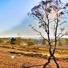 Aussicht vom Brunsberg in der Lüneburger-Heide