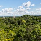 Aussicht von Tempel 4 über den Regenwald