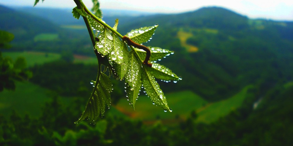 Aussichten einer Raupe