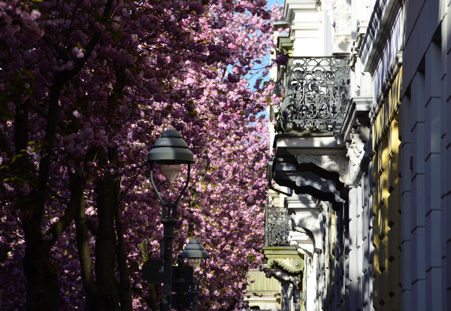 Aussichten zur Kirschblüte