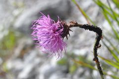 Aussichtsblume