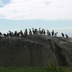 Aussichtspunkt der Pinguine am Boulders Beach