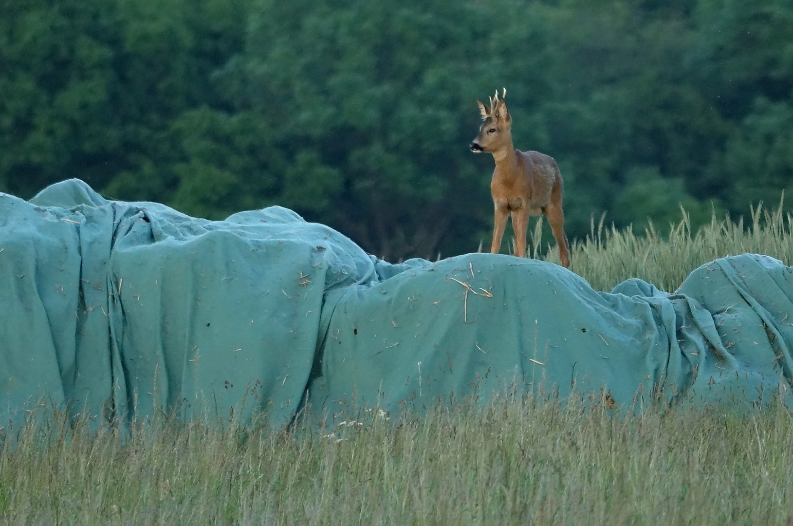 Aussichtspunkt für Wildtiere :-)