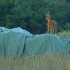 Aussichtspunkt für Wildtiere :-)