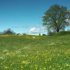 Aussichtspunkt "Siggener Höhe" im Landkreis Ravensburg