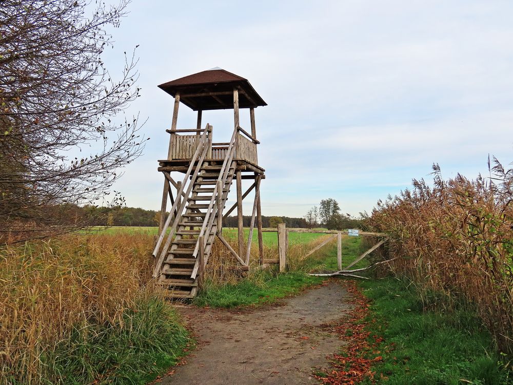Aussichtsturm Mönchbruch Foto & Bild landschaft, lebensräume