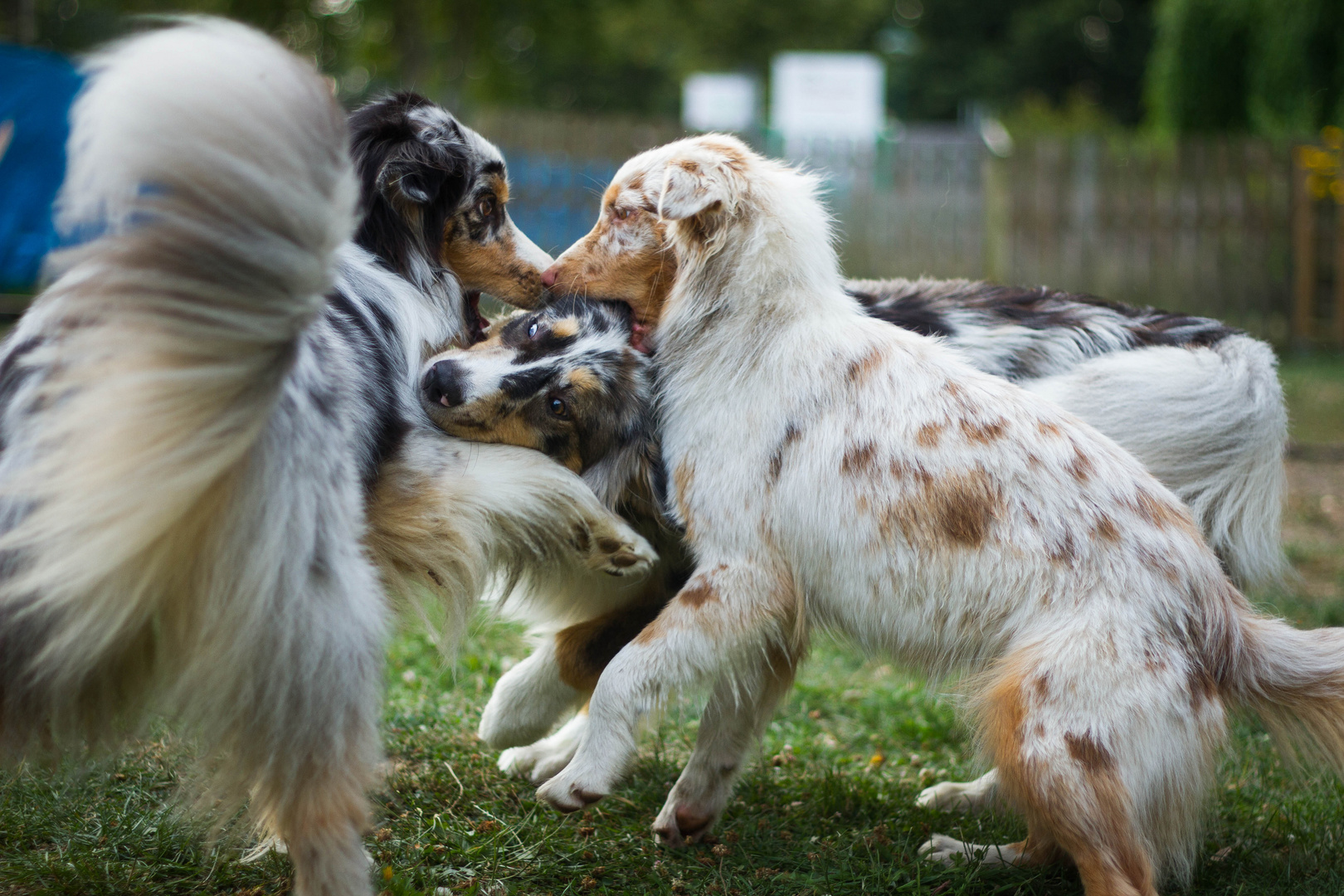 Aussie Action !