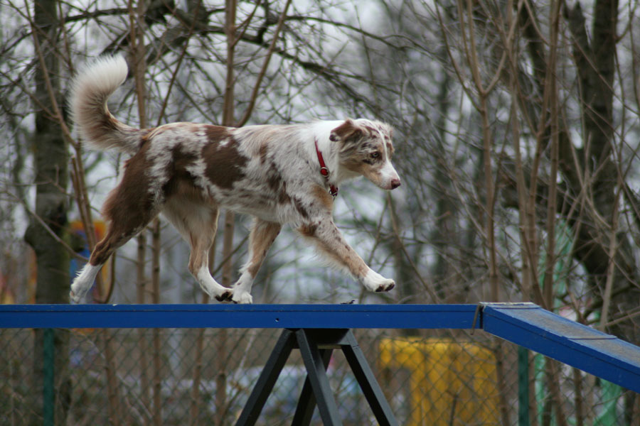 Aussie @ Agility Work