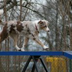 Aussie @ Agility Work