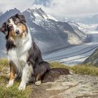 Aussie am Aletschgletscher