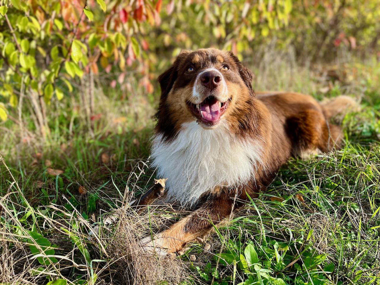 Aussie am Herbstmorgen