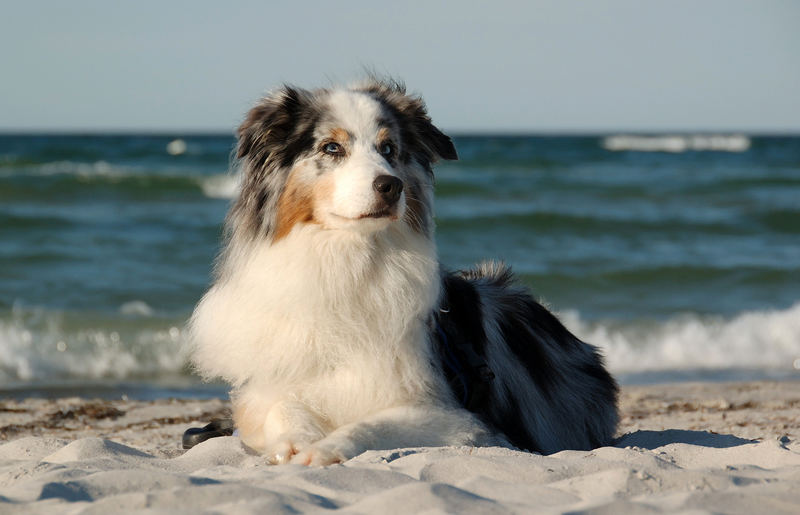 Aussie am Meer II