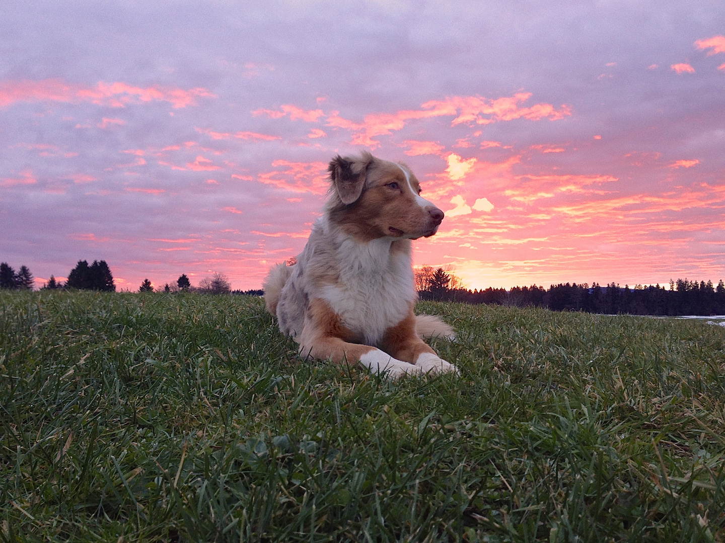 Aussie am Morgen